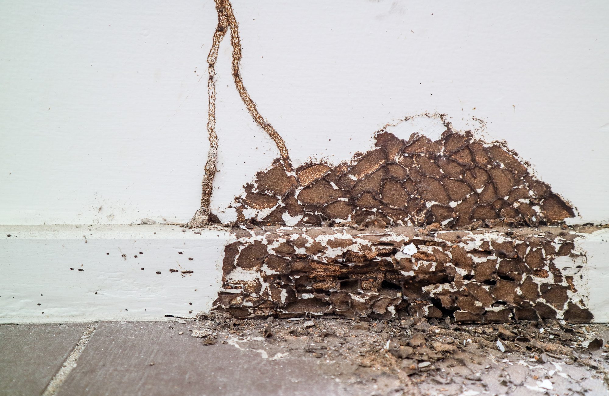 Termite inspections in NJ